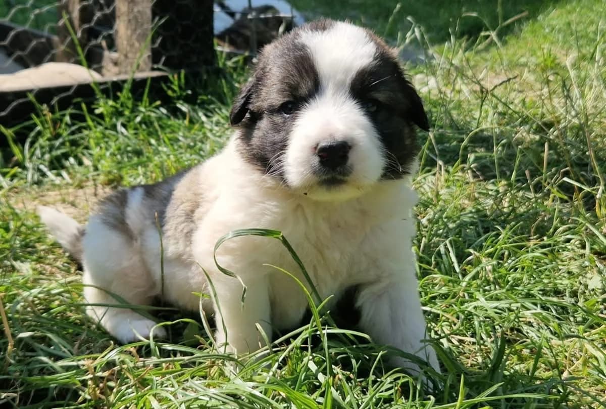 Tomte, male young Mixed Breed for adoption at Ein Herz für Streuner e.V., München