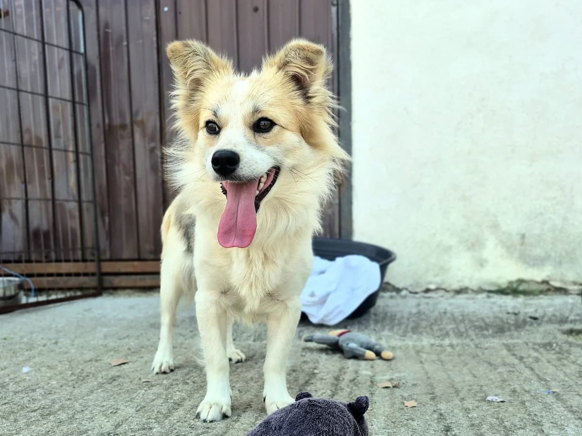 Tomtom, male young Mixed Breed for adoption at Ein Herz für Streuner e.V., München