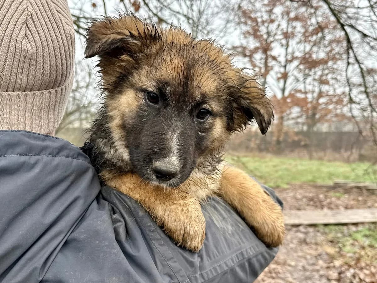 Tonda, weiß female puppy Mixed Breed for adoption at Ein Herz für Streuner e.V., München