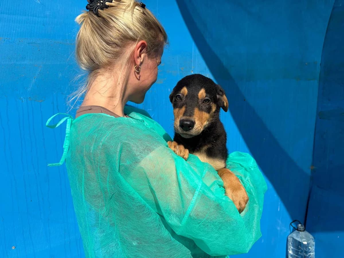 Tonel, male puppy Mixed Breed for adoption at Ein Herz für Streuner e.V., München