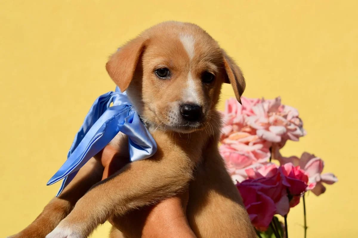 Toni, male puppy Mixed Breed for adoption at Ein Herz für Streuner e.V., München