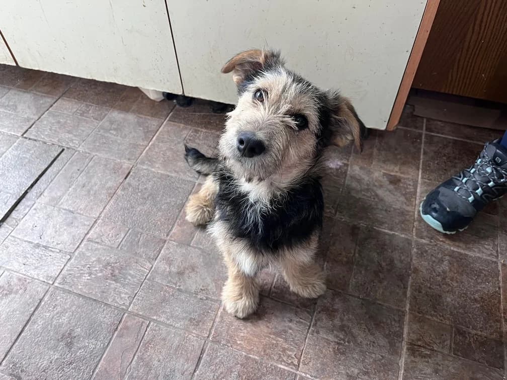 Toni, male puppy Mixed Breed for adoption at Ein Herz für Streuner e.V., München