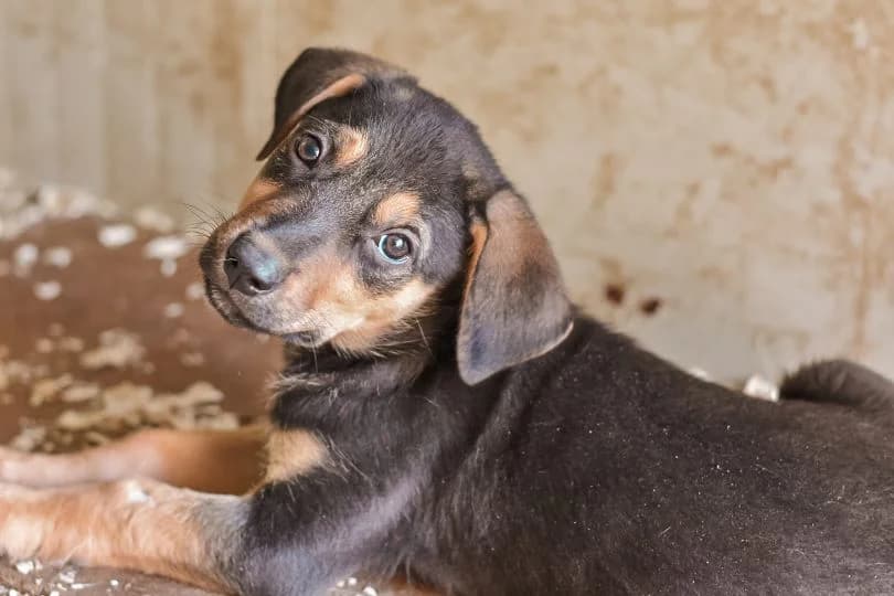 Toni, male puppy Mixed Breed for adoption at Ein Herz für Streuner e.V., München