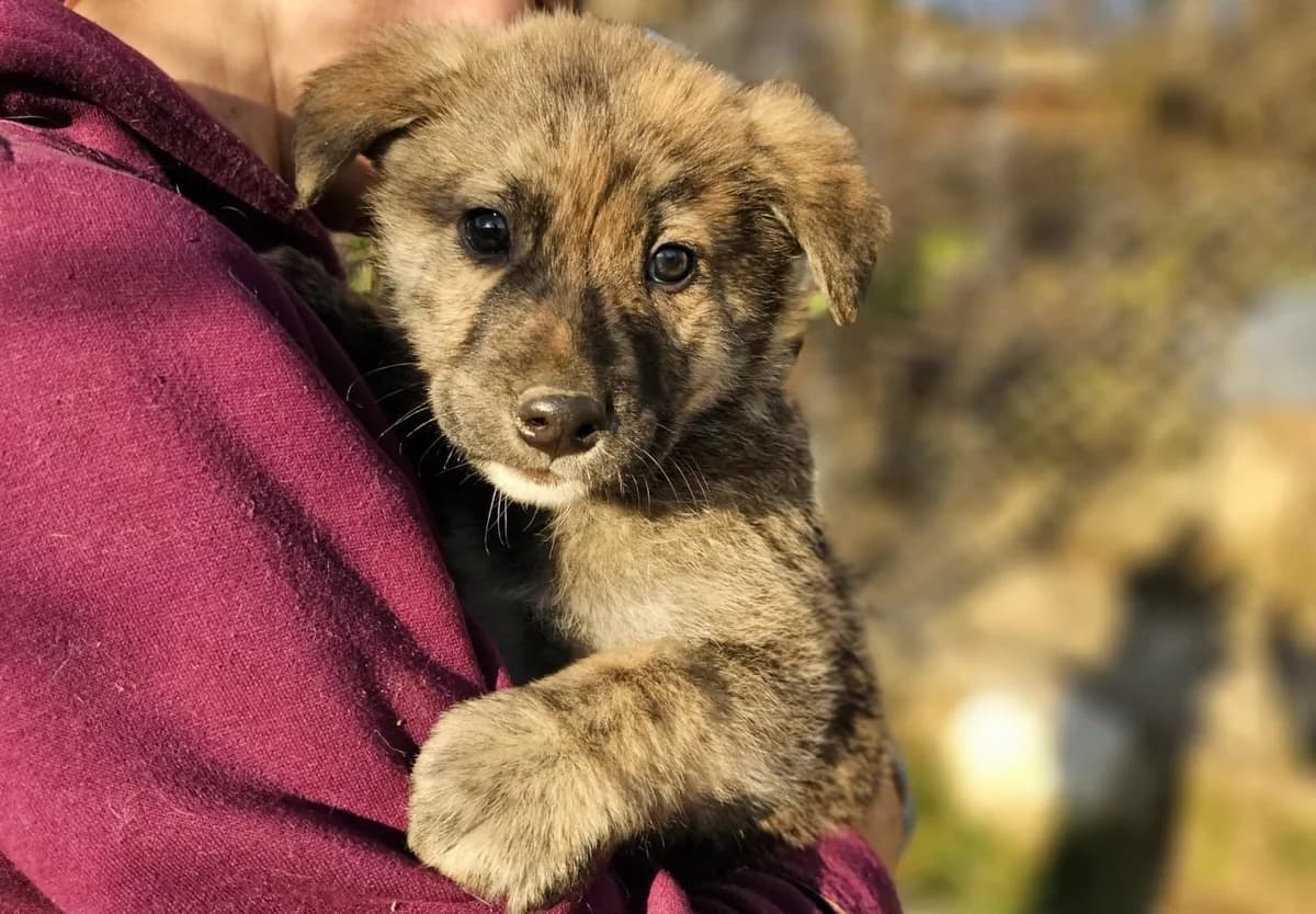 Toni, male puppy Mixed Breed for adoption at Ein Herz für Streuner e.V., München