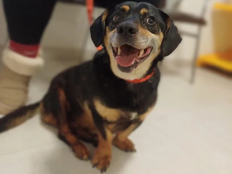 Toni, male senior Mixed Breed for adoption at Ein Herz für Streuner e.V., München