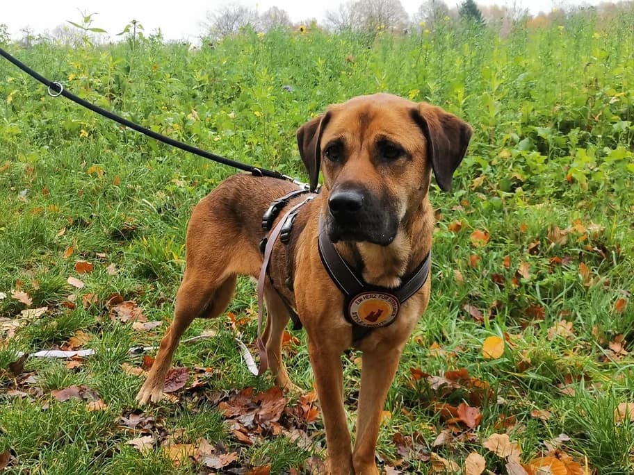 Toni, female 4yo Mixed Breed for adoption at Ein Herz für Streuner e.V., München
