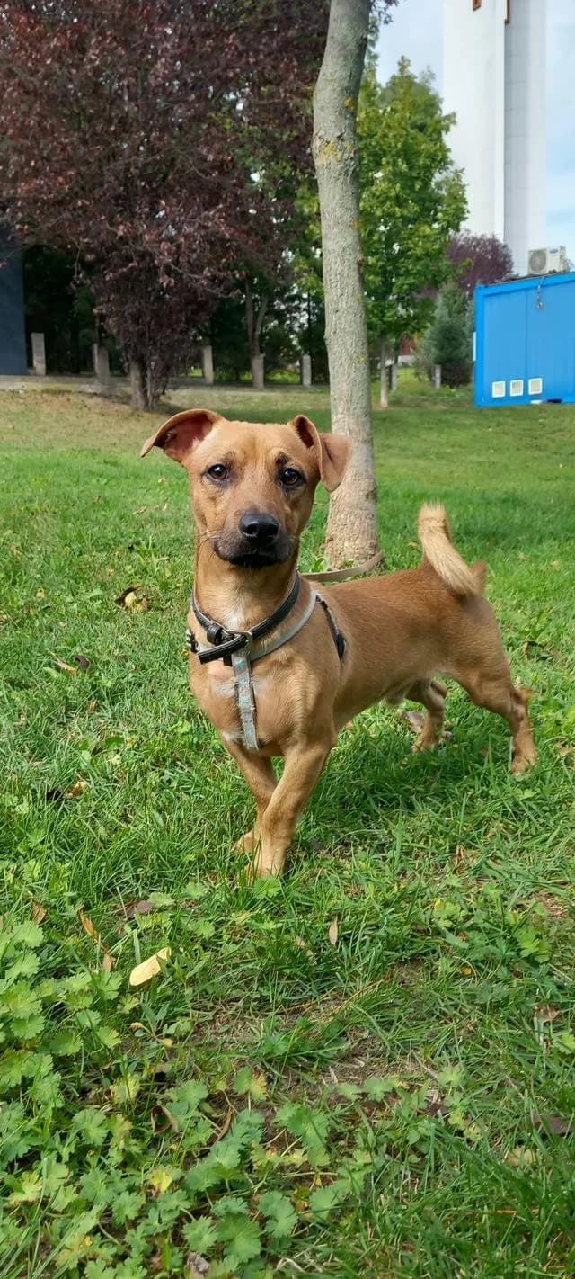 Toni, male puppy Mixed Breed for adoption at Ein Herz für Streuner e.V., München