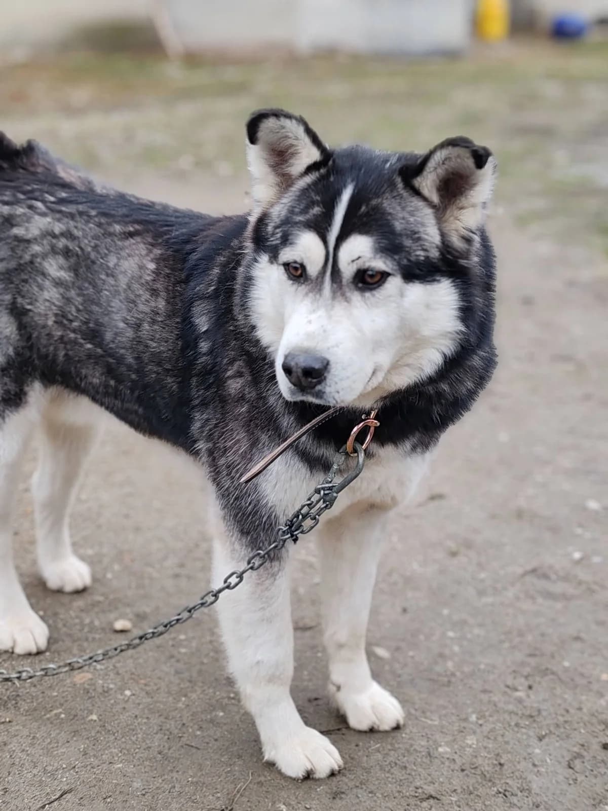 Toni, male 3yo Mixed Breed for adoption at Ein Herz für Streuner e.V., München