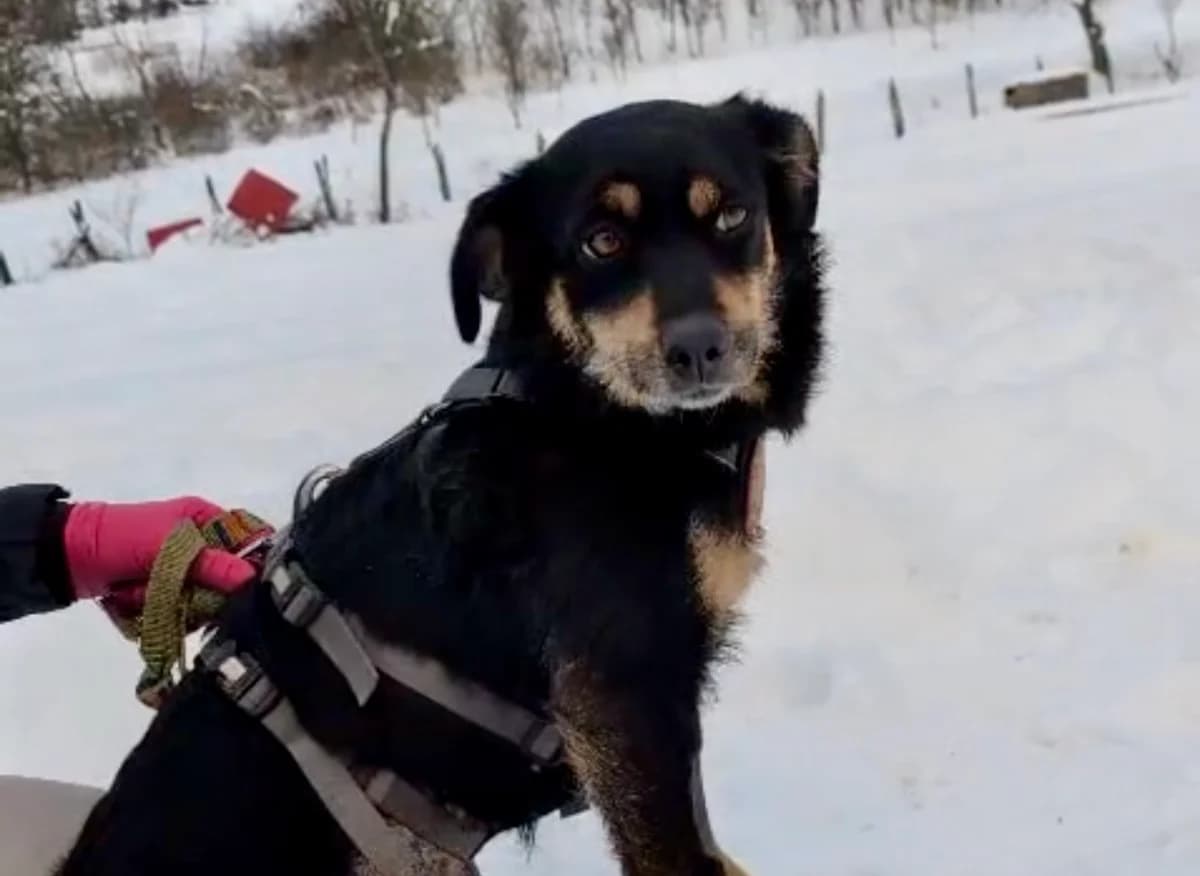 Tonia, female 5yo Mixed Breed for adoption at Ein Herz für Streuner e.V., München