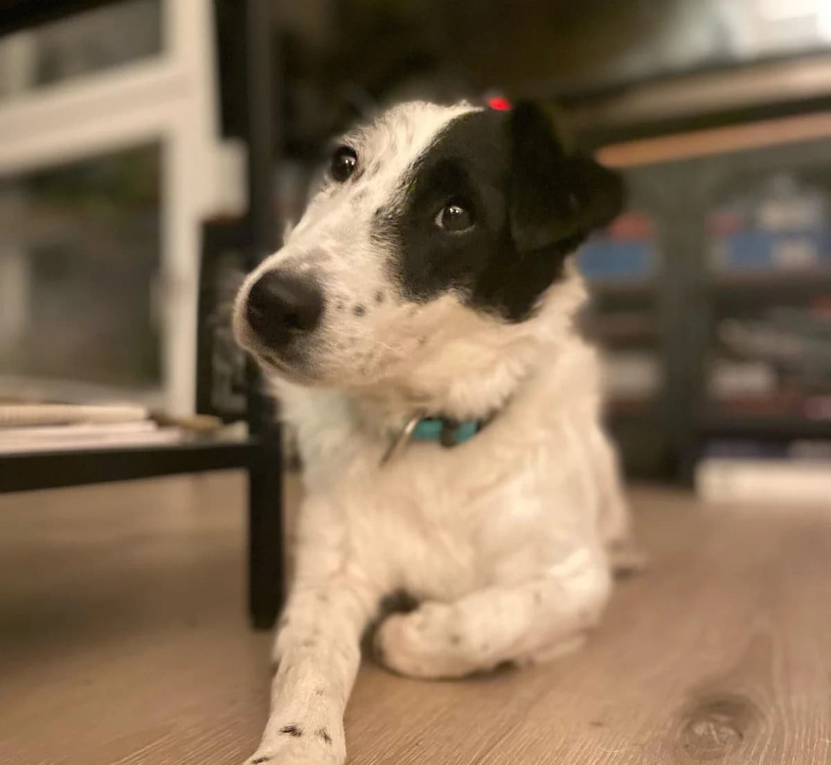 Tonia, female 5yo Mixed Breed for adoption at Ein Herz für Streuner e.V., München