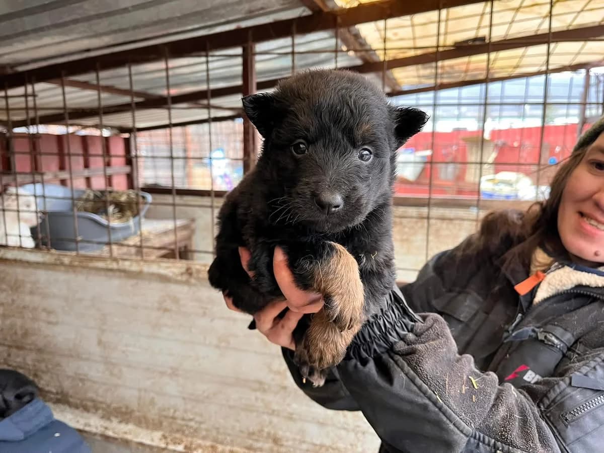 Tony, male puppy Mixed Breed for adoption at Ein Herz für Streuner e.V., München