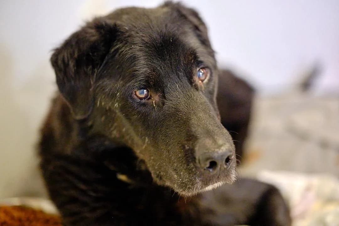 Tony, male 5yo Mixed Breed for adoption at Ein Herz für Streuner e.V., München