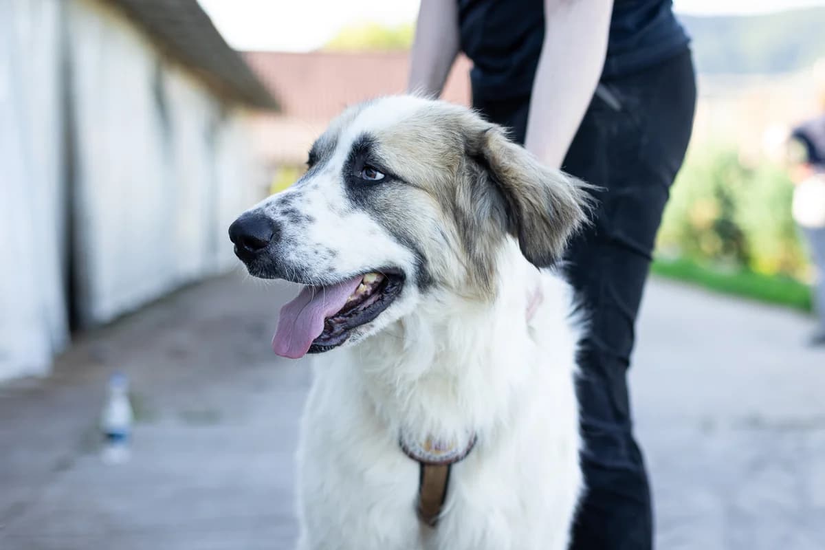 Topas, male young Mixed Breed for adoption at Ein Herz für Streuner e.V., München