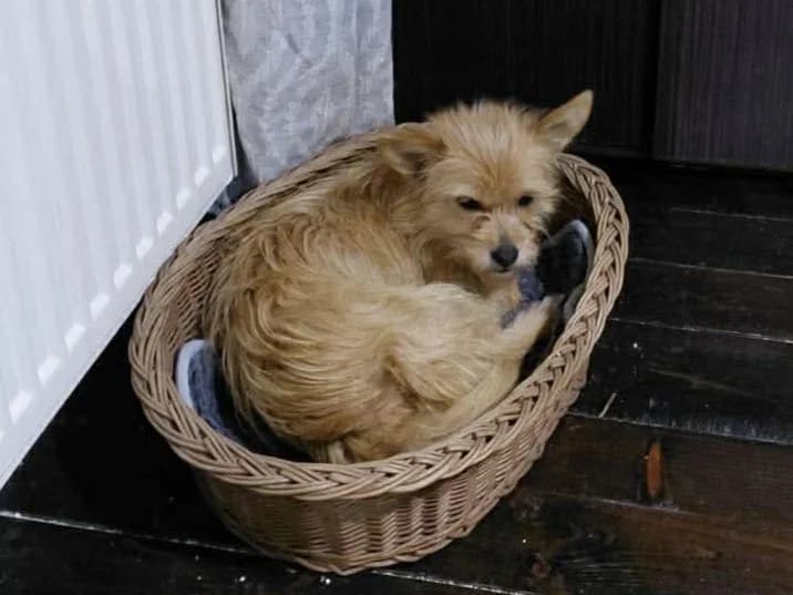 Topolina, puppy Mixed Breed for adoption at Ein Herz für Streuner e.V., München