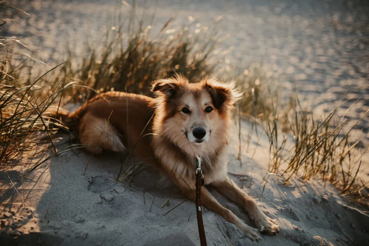Toppi, male 4yo Mixed Breed for adoption at Ein Herz für Streuner e.V., München