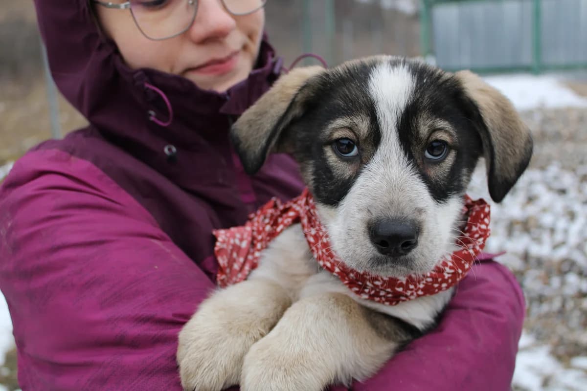 Tora, female puppy Mixed Breed for adoption at Ein Herz für Streuner e.V., München