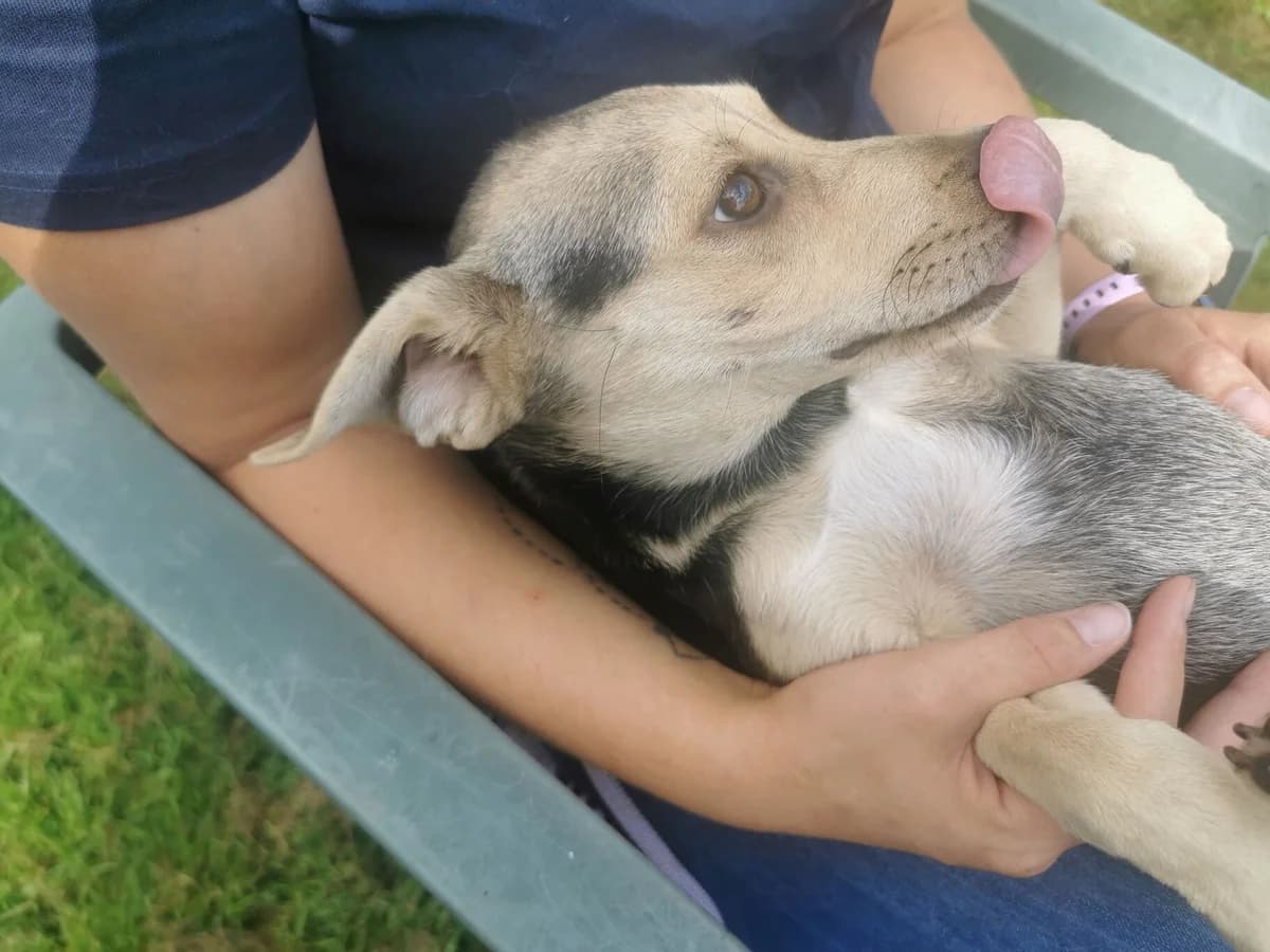 Tordis, female puppy Mixed Breed for adoption at Ein Herz für Streuner e.V., München