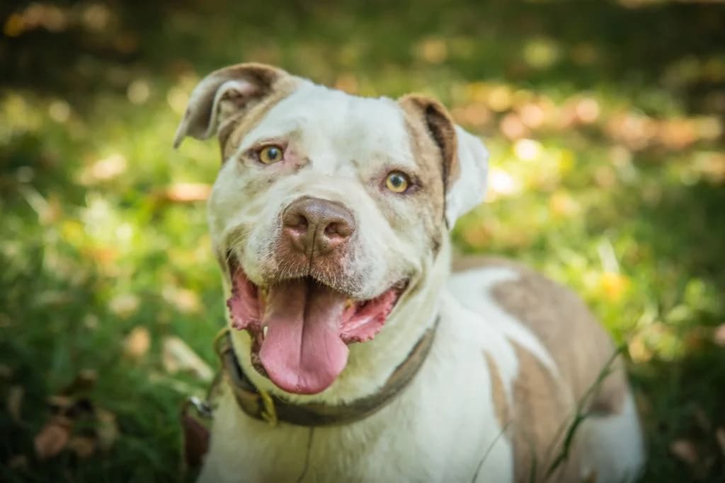 Torgan, male 5yo Mixed Breed for adoption at Ein Herz für Streuner e.V., München