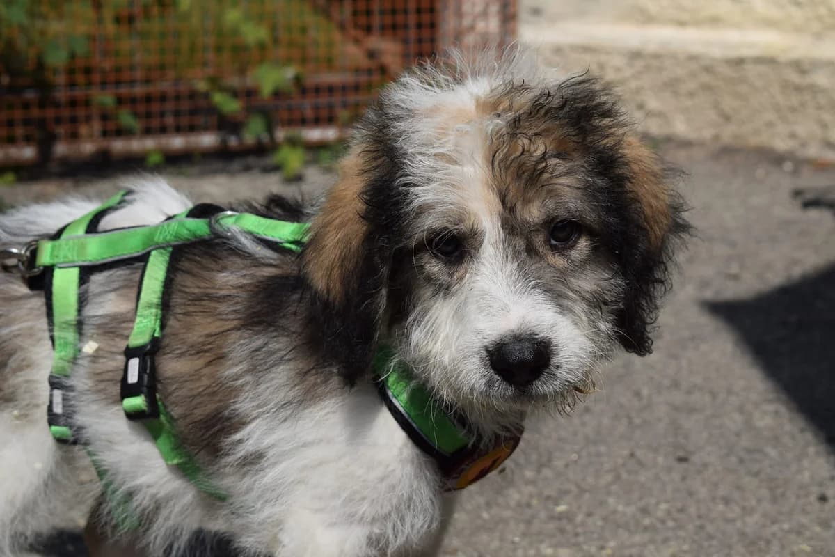 Torin, male puppy Mixed Breed for adoption at Ein Herz für Streuner e.V., München