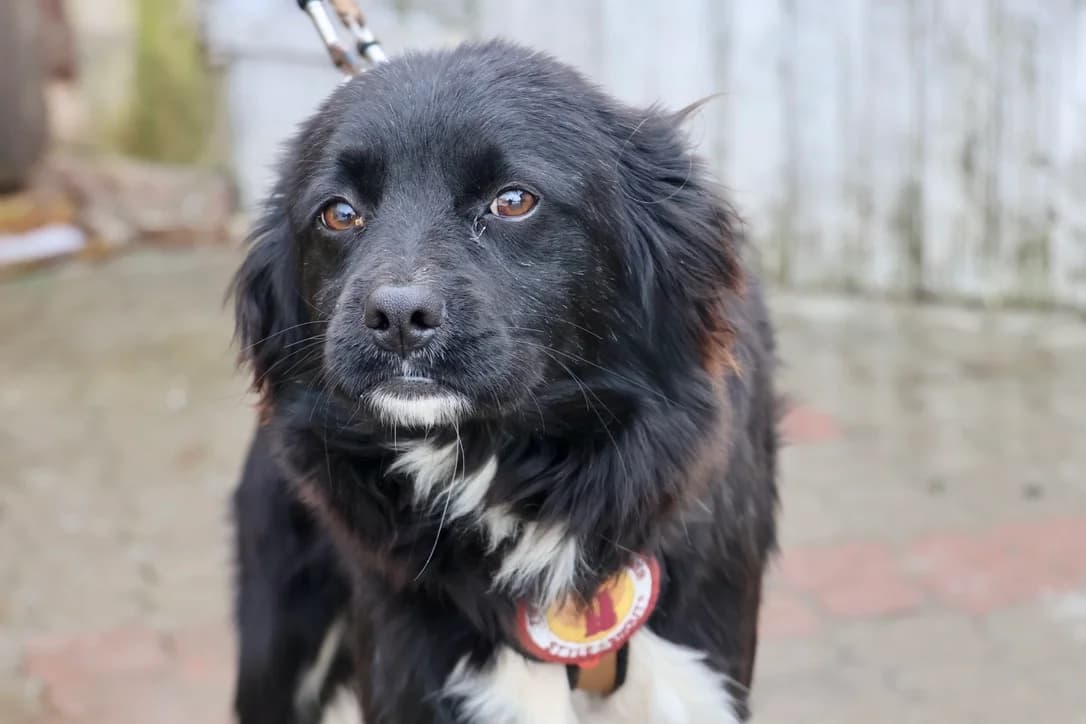 Torin, weiß male puppy Mixed Breed for adoption at Ein Herz für Streuner e.V., München