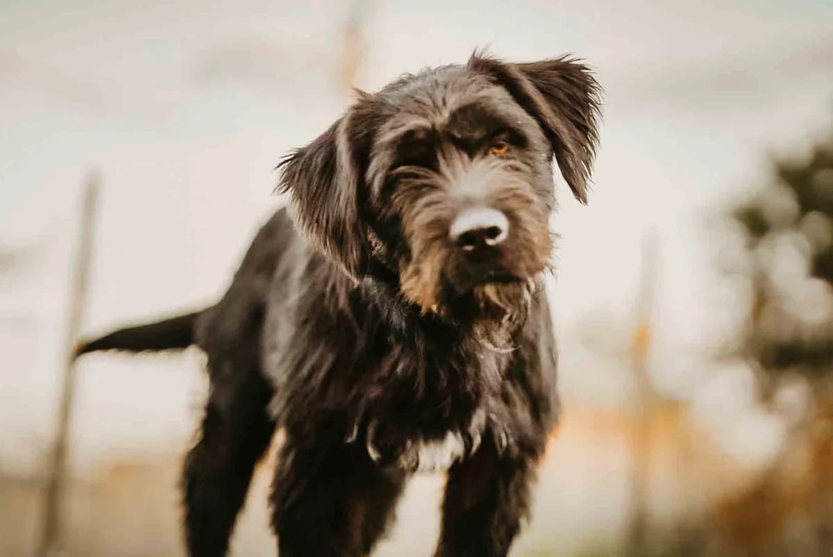 Torin, weiß male 5yo Mixed Breed for adoption at Ein Herz für Streuner e.V., München