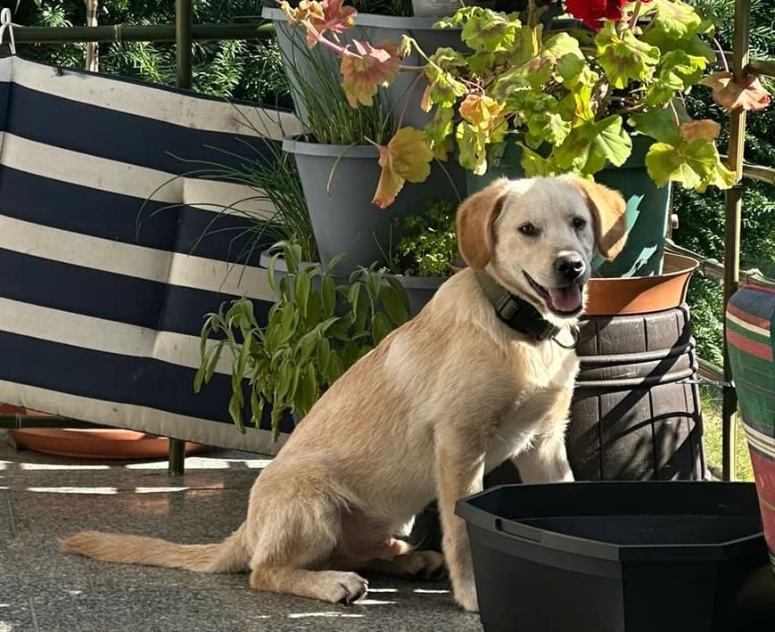 Torsten, male puppy Mixed Breed for adoption at Ein Herz für Streuner e.V., München