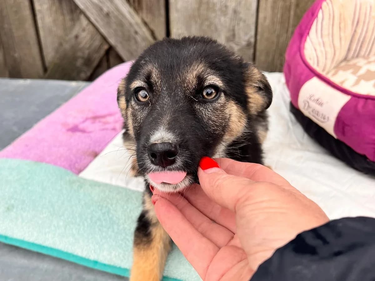 Tosca, schwarz female puppy Mixed Breed for adoption at Ein Herz für Streuner e.V., München