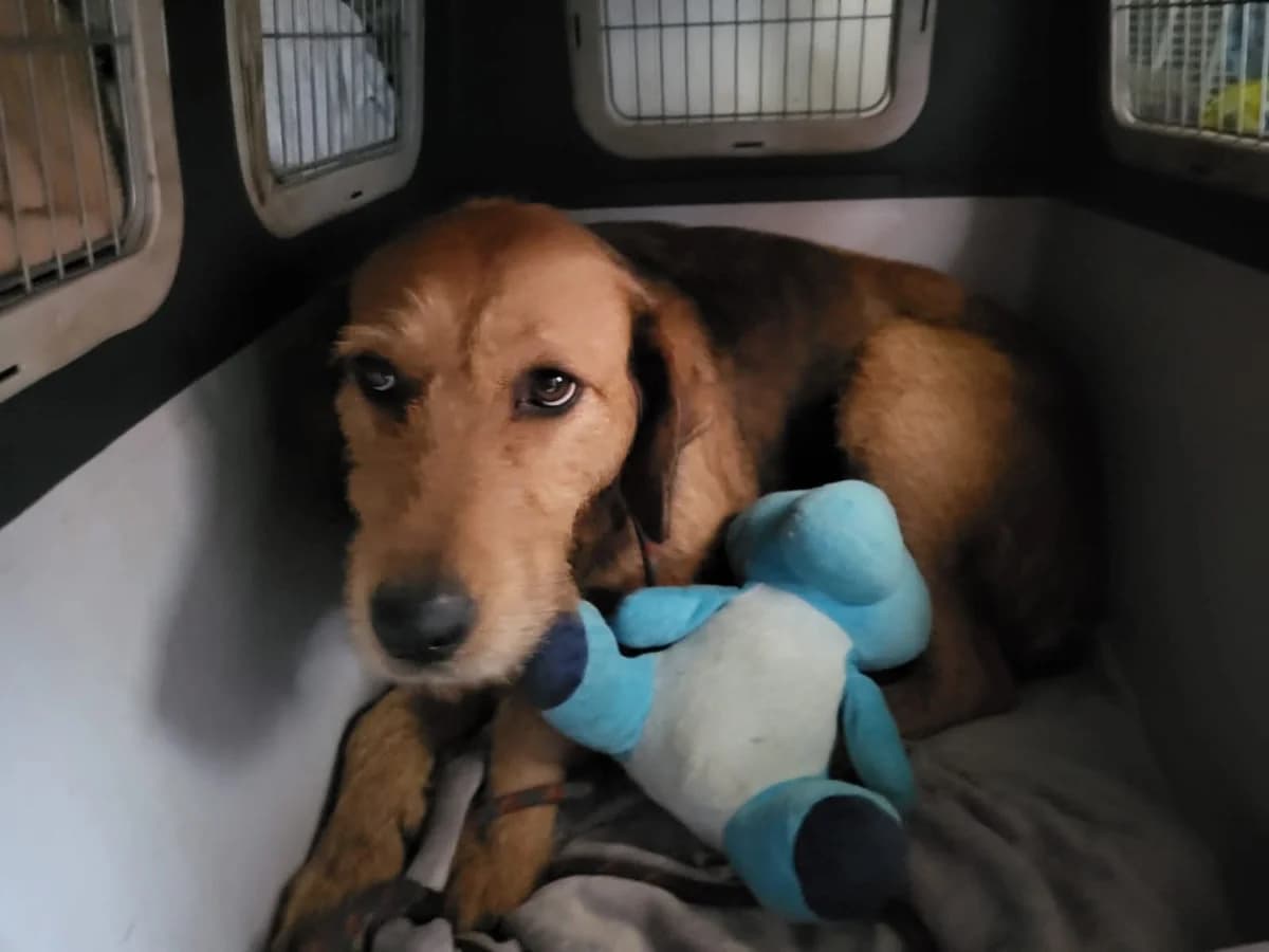 Tosca, female 4yo Mixed Breed for adoption at Ein Herz für Streuner e.V., München