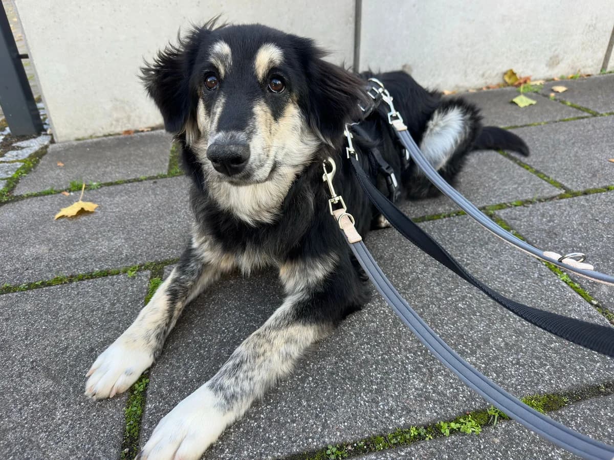 Tosha, female puppy Mixed Breed for adoption at Ein Herz für Streuner e.V., München
