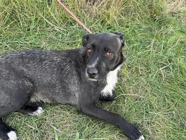 Toska, weiß female 5yo Mixed Breed for adoption at Ein Herz für Streuner e.V., München