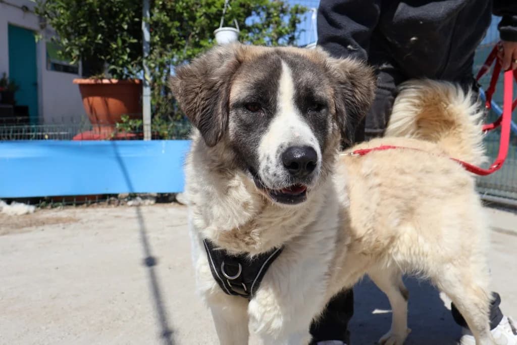 Toska, weiß female young Mixed Breed for adoption at Ein Herz für Streuner e.V., München