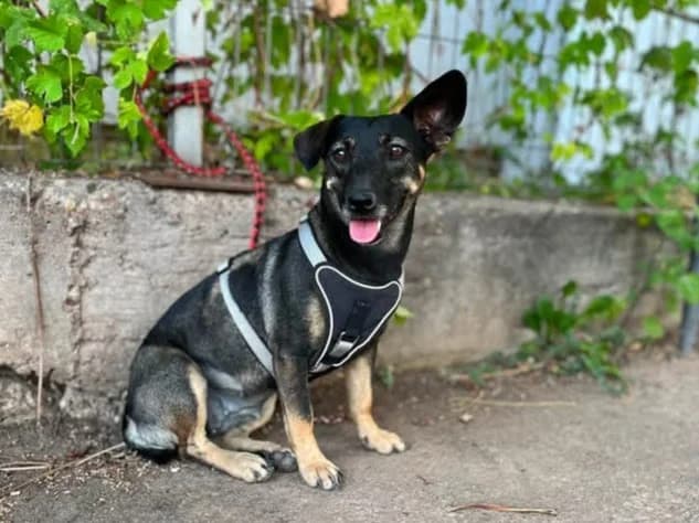 Tosti, female 5yo Mixed Breed for adoption at Ein Herz für Streuner e.V., München