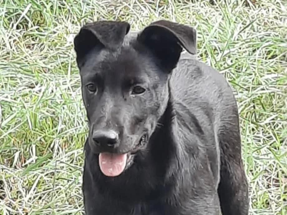 Toto, weiß male puppy Mixed Breed for adoption at Ein Herz für Streuner e.V., München