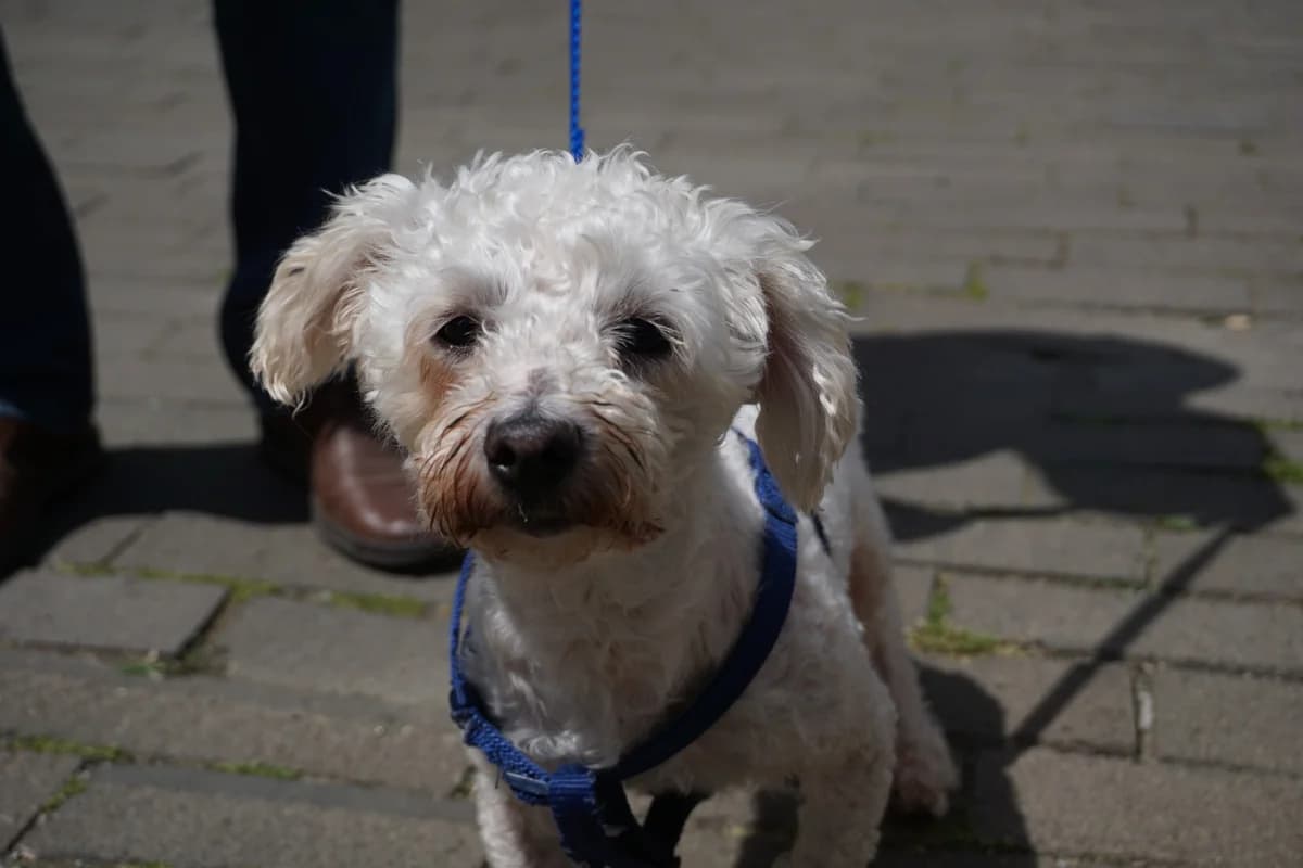 Toto, weiß male senior Mixed Breed for adoption at Ein Herz für Streuner e.V., München