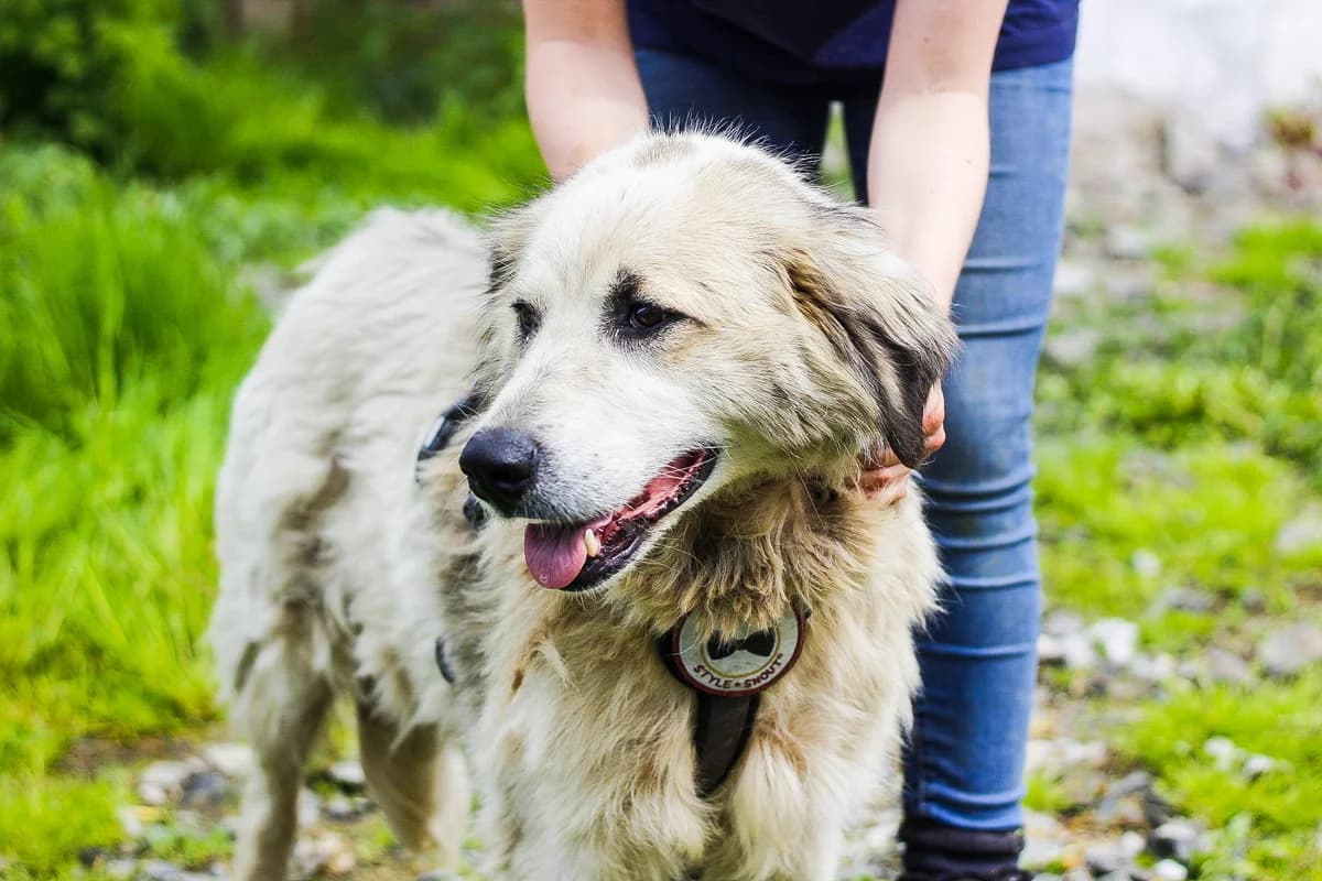 Toula, female 5yo Mixed Breed for adoption at Ein Herz für Streuner e.V., München