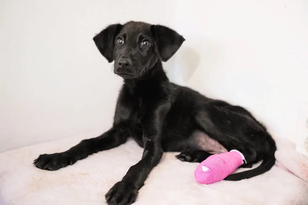 Tovi, female puppy Mixed Breed for adoption at Ein Herz für Streuner e.V., München