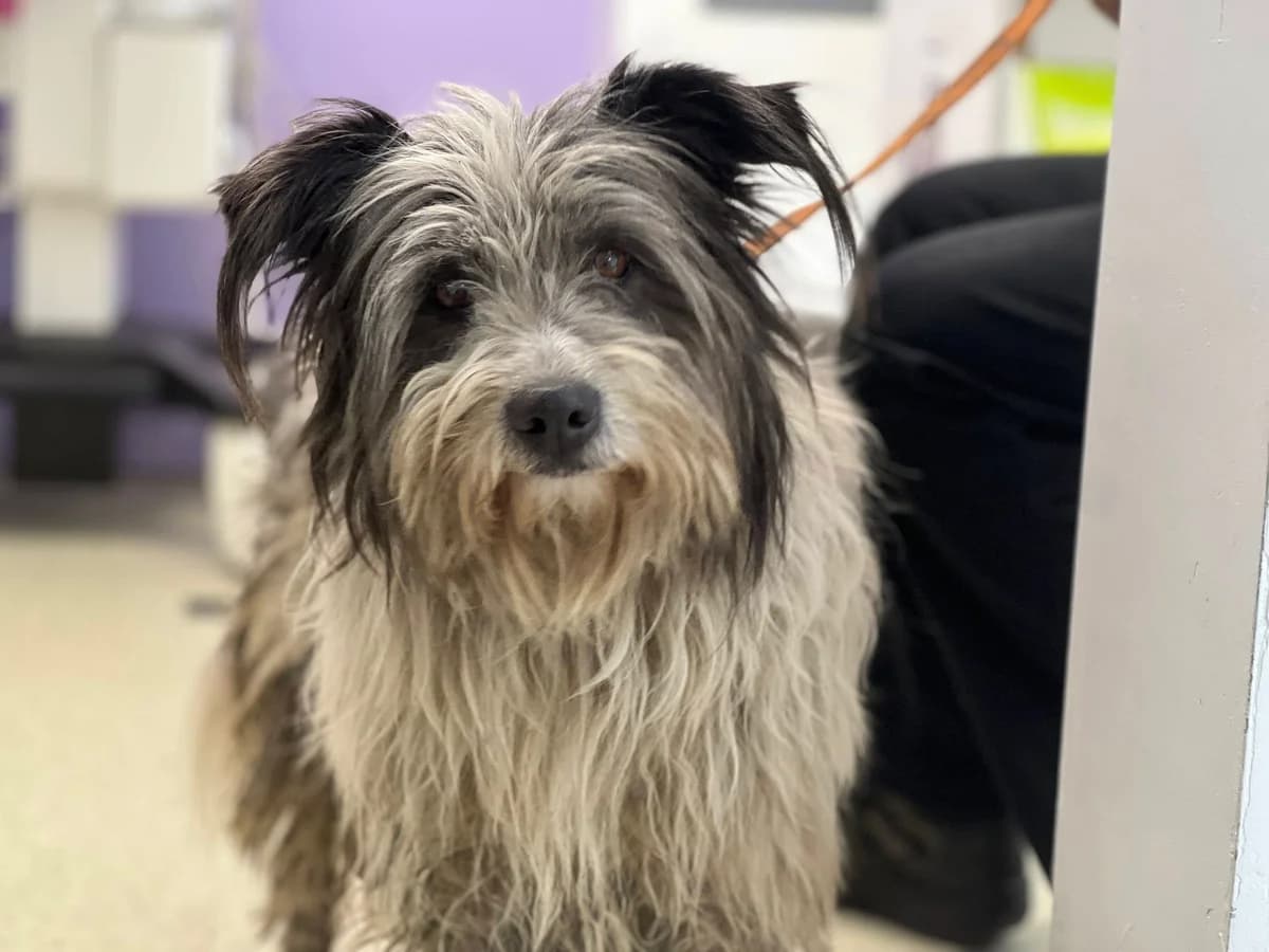 Towser, male 7yo Mixed Breed for adoption at Ein Herz für Streuner e.V., München