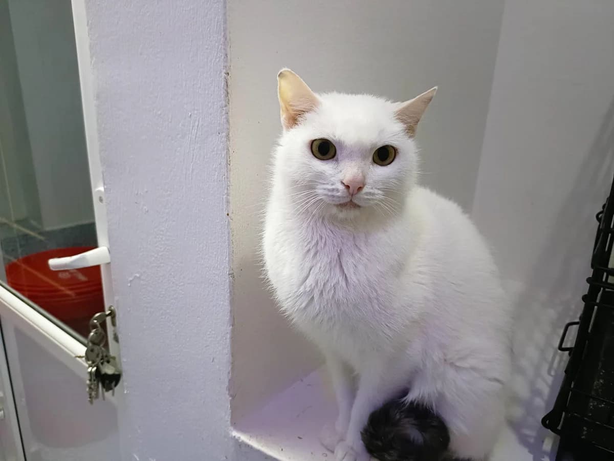 Tracy, female 6yo Mixed Breed for adoption at Ein Herz für Streuner e.V., München