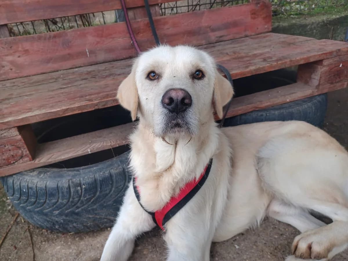 Treats, male 3yo Mixed Breed for adoption at Ein Herz für Streuner e.V., München
