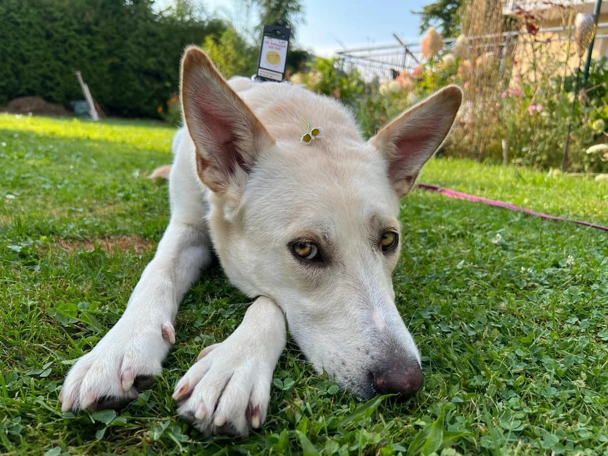 Triene, female 3yo Mixed Breed for adoption at Ein Herz für Streuner e.V., München