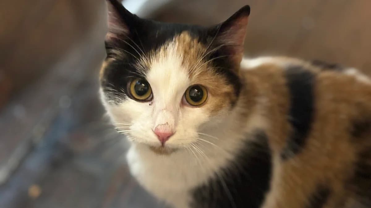 Trina, female young Mixed Breed for adoption at Ein Herz für Streuner e.V., München
