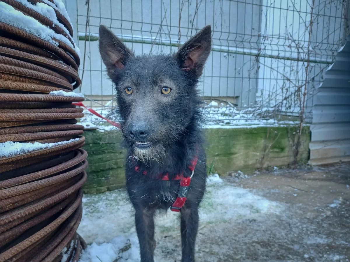 Trine, female 5yo Mixed Breed for adoption at Ein Herz für Streuner e.V., München