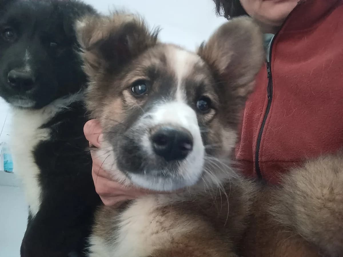 Trinity, female puppy Mixed Breed for adoption at Ein Herz für Streuner e.V., München