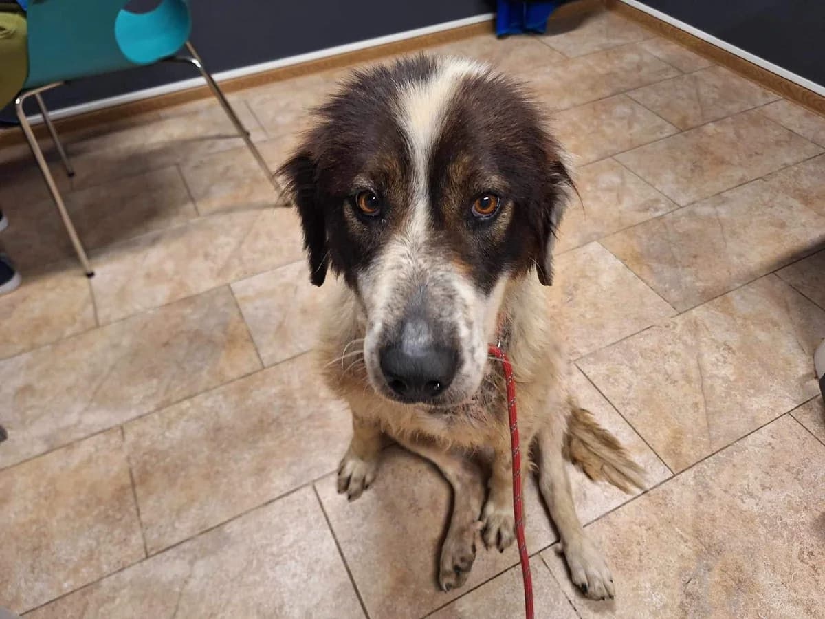Trixi, female senior Mixed Breed for adoption at Ein Herz für Streuner e.V., München