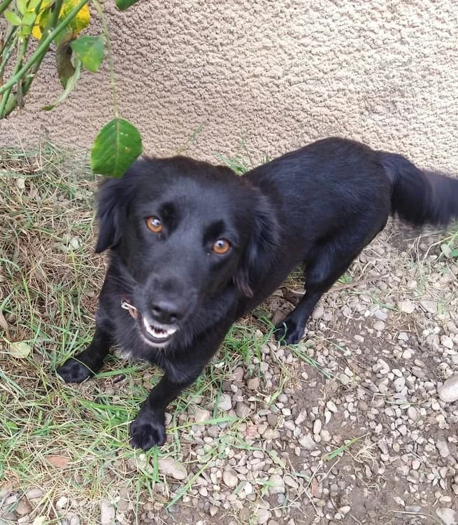 Trixi, female 5yo Mixed Breed for adoption at Ein Herz für Streuner e.V., München