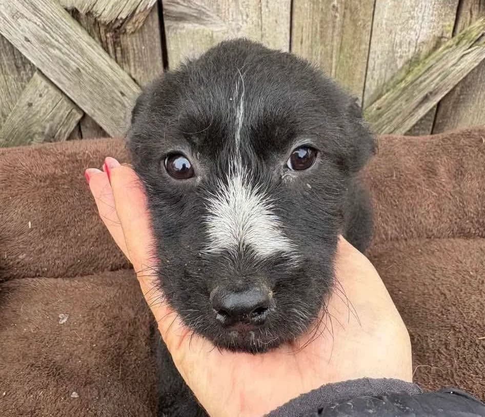 Trixie, puppy Mixed Breed for adoption at Ein Herz für Streuner e.V., München