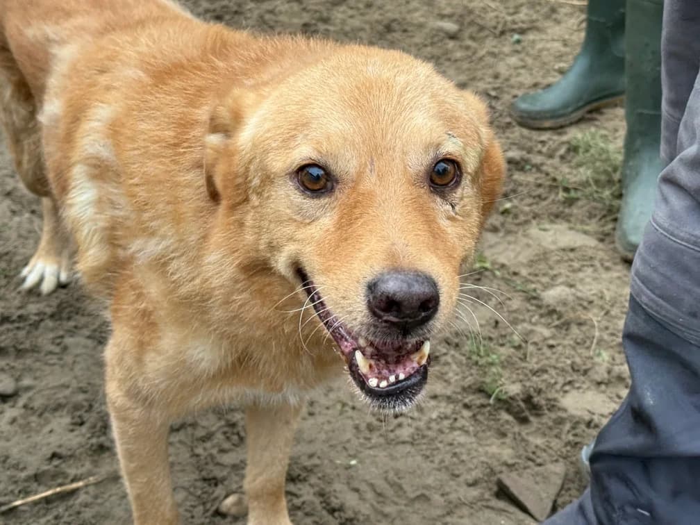 Troll, male 5yo Mixed Breed for adoption at Ein Herz für Streuner e.V., München