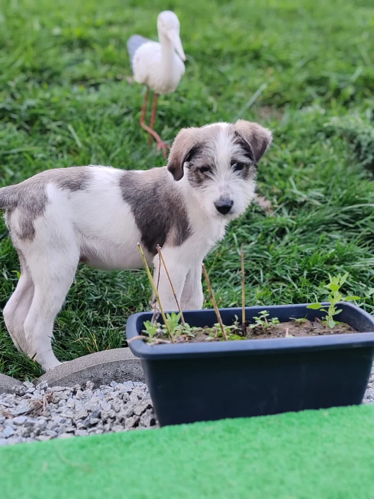Trolly, male puppy Mixed Breed for adoption at Ein Herz für Streuner e.V., München