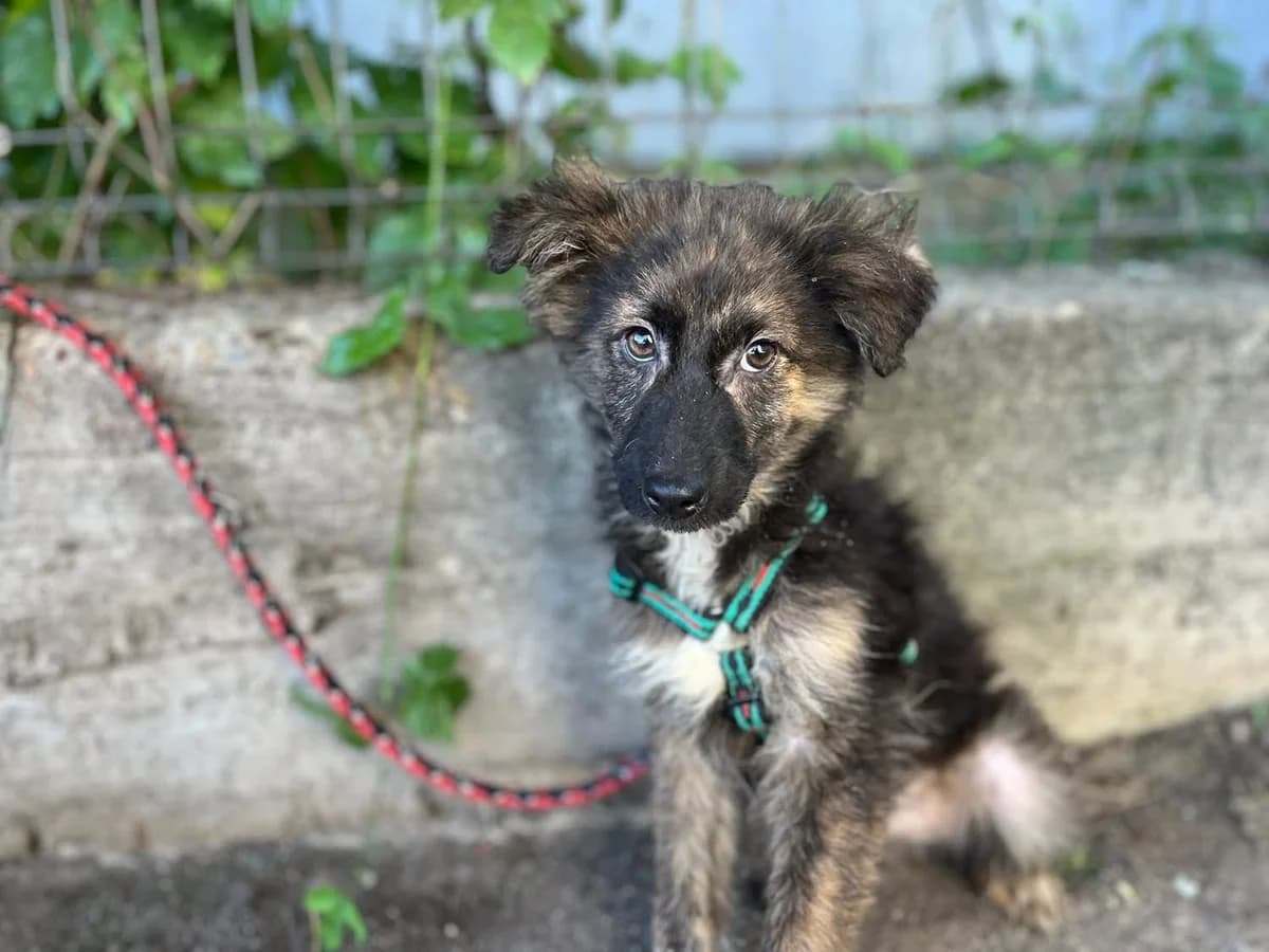 Trooper, weiß male puppy Mixed Breed for adoption at Ein Herz für Streuner e.V., München