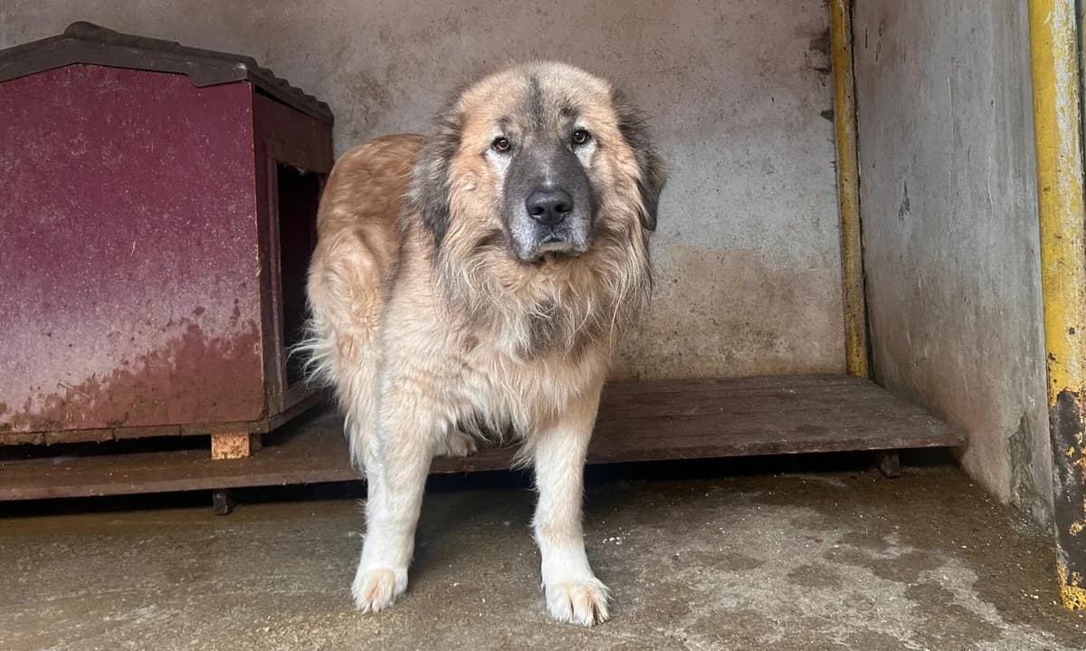 Troyan, male 6yo Mixed Breed for adoption at Ein Herz für Streuner e.V., München
